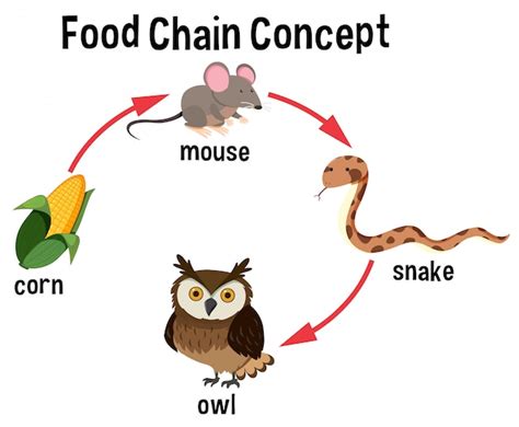 Food Chain Concept Diagram Vector Premium Download