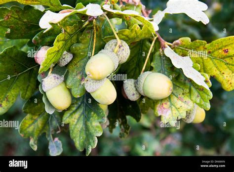 Cluster Of Acorns On Brach Of Oak Tree Stock Photo Alamy