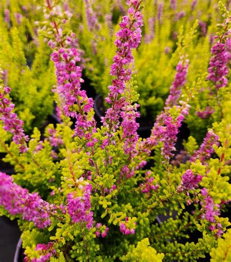 Calluna vulgaris Firefly Firefly Heather from Prides Corner Farms