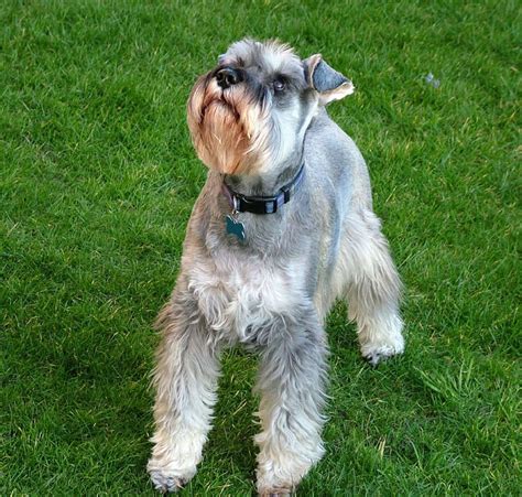 Schnauzer Miniatura Razas Perros Mascotas