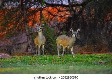 Common Duiker Images Stock Photos Vectors Shutterstock