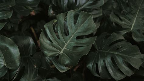 Monstera Plant Leaves Dark Green Dark Background 4k Hd Macro Wallpapers