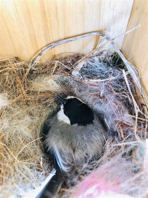 Carolina Chickadee Nest 2022 - FeederWatch