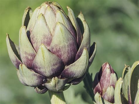 Top Benefits Of Using Artichokes In Skincare Thehealthsite