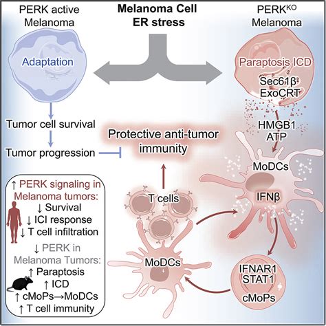 Nuclear Hmgb Is Critical For Cd T Cell Ifn Production And Anti