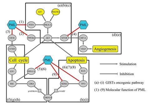 Fig S Schema Of The Interaction Between Pml And Gist Oncogenic