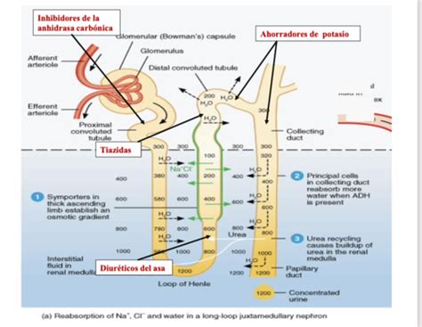 Farmacos Para Digestion Diureticos Flashcards Quizlet