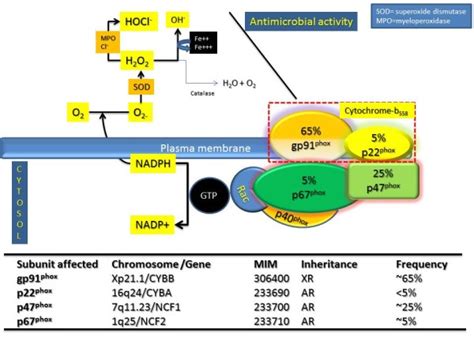 The Nadph Oxidase System The Assembly Of The Various Subunits Of Nadph