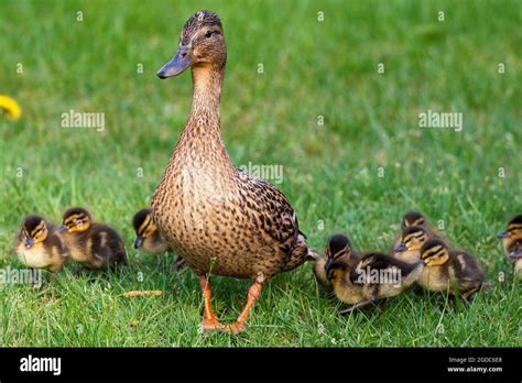 A Portrait Of A Mother Or Father Duck Walking Around With Her Small