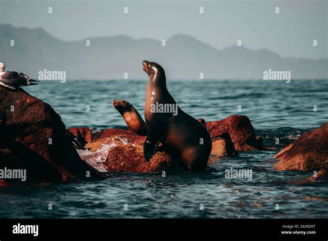 Sea lions playing on the coast of Isla Espiritu Santo, BCS Stock Photo ...