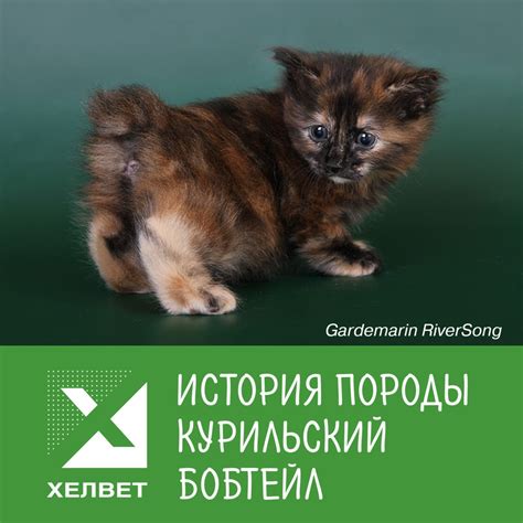 История породы: Курильский Бобтейл | Хелвет | Дзен