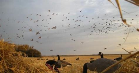 Illinois Waterfowl Hunting Updates Riverbender