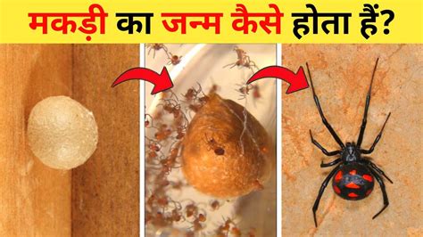 मकड़ी का जीवन चक्र Spider Life Cycle Video Life Cycle Of Spider In Hindi Makdi Ka Janm