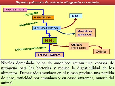 Diapositivas Metabolismo De Compuestos Nitrogenados P Gina Web De