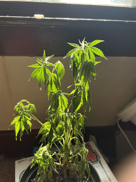 Help!!! : r/CannabisGrowers