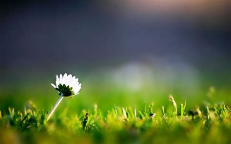 Sunlight Nature Grass Sky Field Photography Green White Flowers