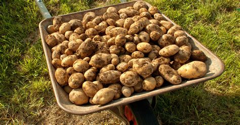 Pommes de terre acheter des plants germés ou non germés Dossier