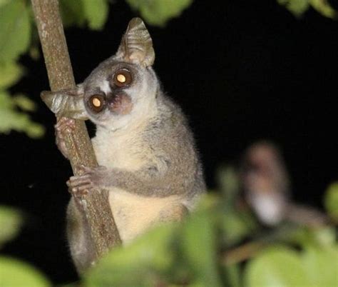 New Dwarf Galago Species Discovered In Angola - Barnorama