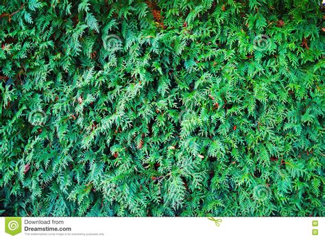 Thuja Texture Stock Photography Cartoondealer