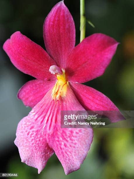 111 Miltonia Orchid Stock Photos, High-Res Pictures, and Images - Getty ...