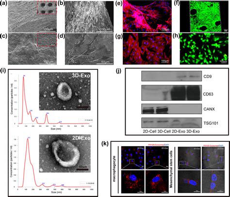 Characterization Of ECM Materials And Cell Growth A C SEM