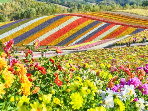 富良野駅発 富良野・美瑛 日帰りバスツアー ファーム富田＋四季彩の丘＋青い池＋白ひげの滝＋北西の丘展望公園＋千望峠＜6～9月／1名から催行 ...