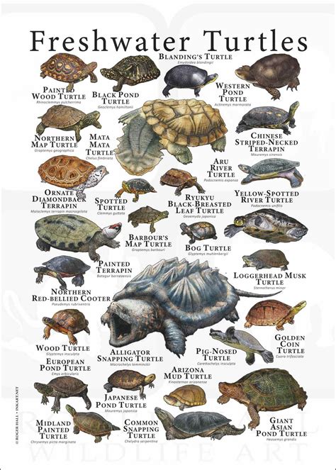 Freshwater Turtles Poster Print Artofit