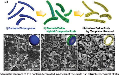 Figure From Highly Reversible Lithium Storage In Bacillus Subtilis