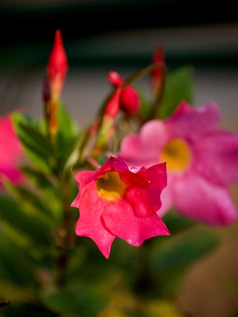 Dipladenia Amabilis O Mandevilla Amabilis Apocinaceae Flickr