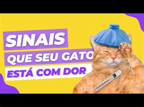 Como saber se meu GATO está DOR 6 Sinais de ALERTA que seu GATO