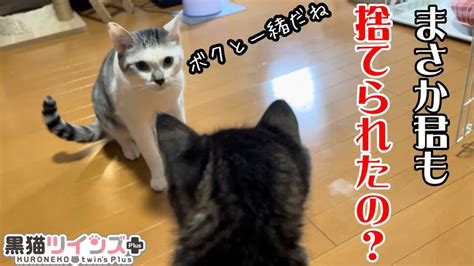 捨て猫だった先住猫と保護した子猫が初対面すると意外な反応だった Youtube