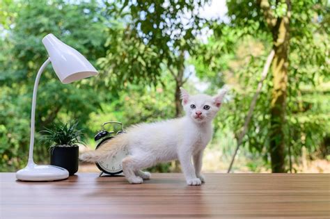 Premium Photo Portrait Of White Cat On Table