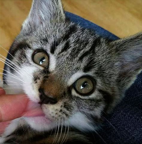 Miracle Kitten Survives 20 Mile Car Journey Stuck In Red Hot Engine