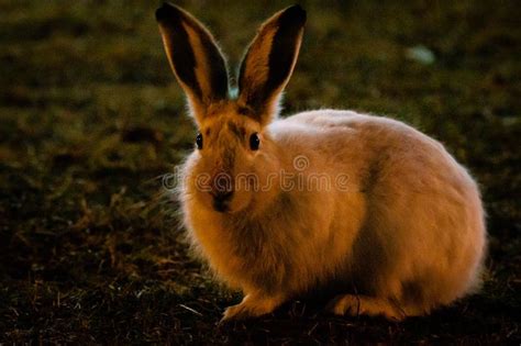 Digital Prints Prints Night Time Rabbit Pe