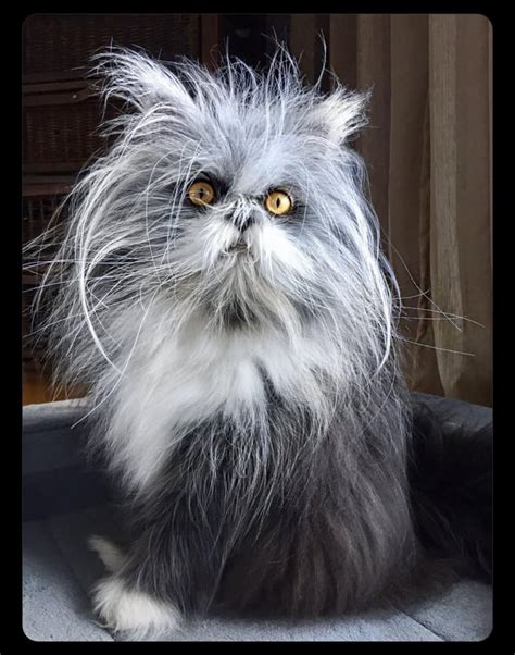 Atchoum the cat has a very rare condition called hypertrichosis which ...