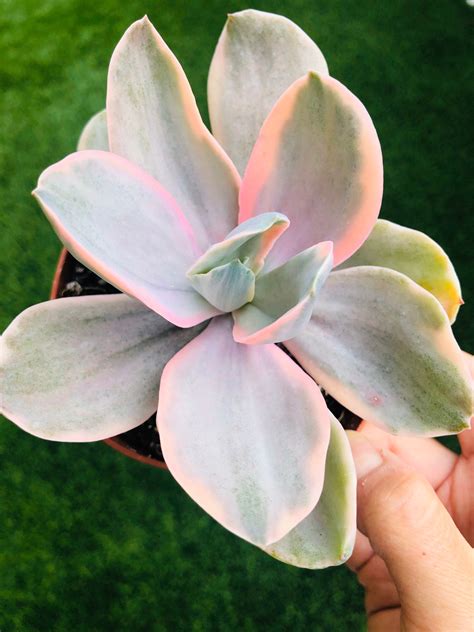 4 Rare Echeveria Decora Pink Succulents Echeveria Etsy