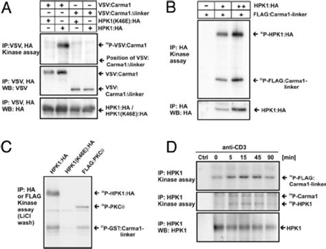 Hpk1 Phosphorylates The Carma1 Linker Upon Tcr Stimulation A