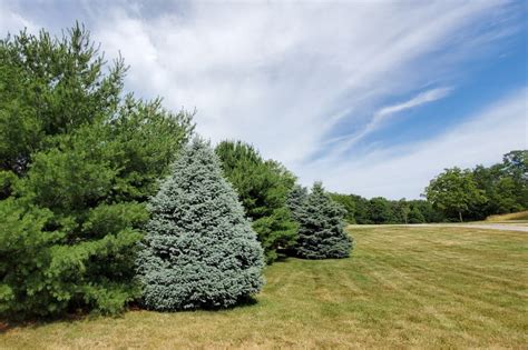 Outdoor Illinois Journal Native Conifers For Windbreaks