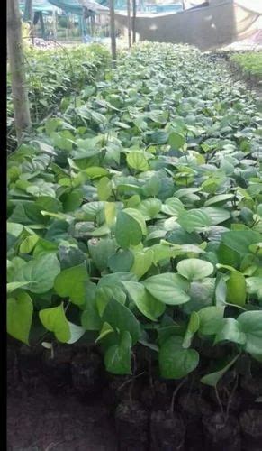 Black pepper plant at Rs 25/piece | Hojai | ID: 26755076362