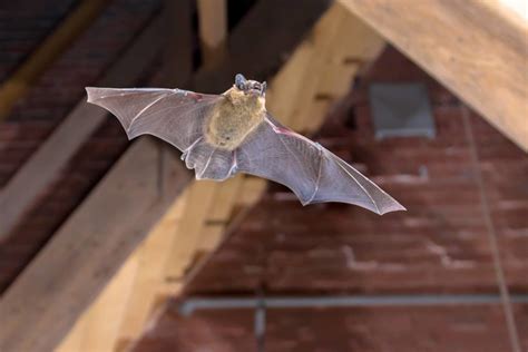 What Do Bat Bites Look Like All South Pest Control