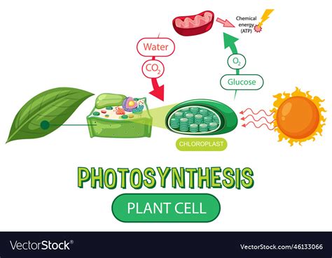 Diagram Of Photosynthesis For Biology And Life Vector Image