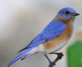 EASTERN BLUEBIRD | The Texas Breeding Bird Atlas