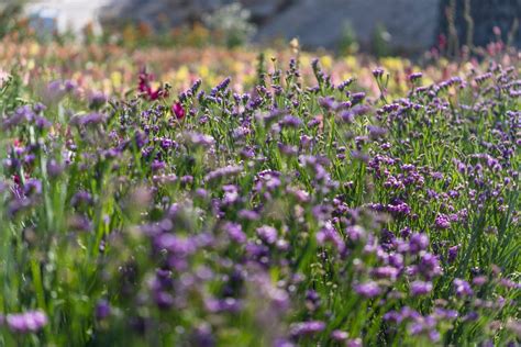 Grassland · Free Stock Photo