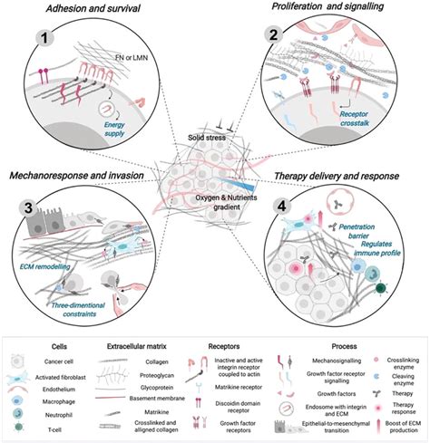 The ECM as a regulator of tumor progression and therapy. (1) Adhesion ...