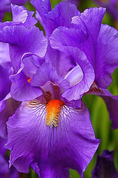 Purple Iris - Favorite Photoz