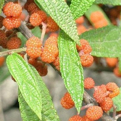 Debregeasia edulis Дебрегеасия съедобная | Grass, Garden, Flowers