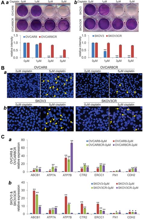 Antiparasitic Mebendazole MBZ Effectively Overcomes Cisplatin