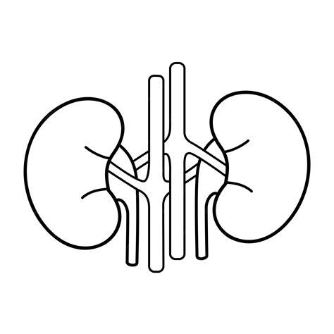 Premium Vector Kidneys Icon Medical Symbol For Web And Mobile App