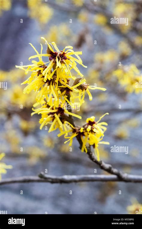 Hamamelis Mollis Oliver Stock Photo Alamy