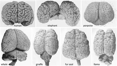 Elephant Brain Vs Human Brain